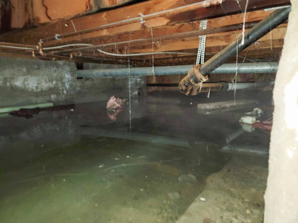 Best Sewage cleanup and water damage restoration  in Holley, FL