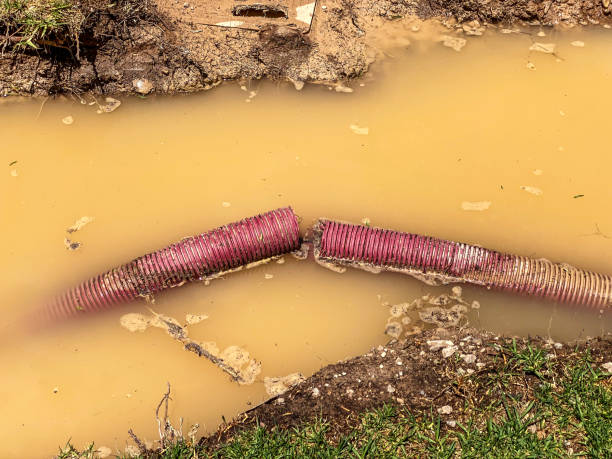 Best Water damage cleanup near me  in Holley, FL